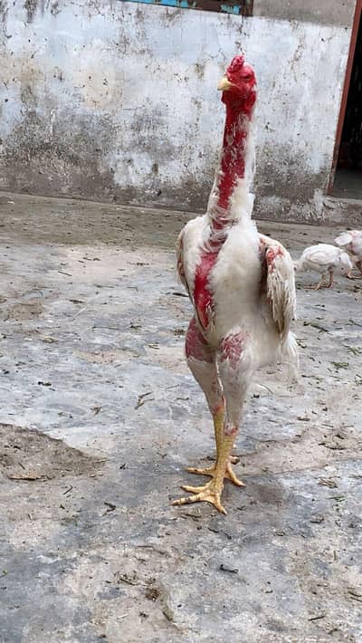 shamo chicks available