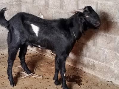Bakra For Sale