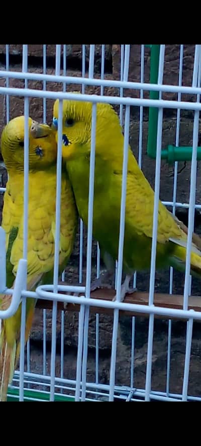 BUDGIES PARROT HOME BREAD FOR SALE