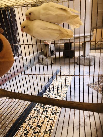 Albino Red eyes Lovebird Pair