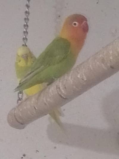 Latino red eyes