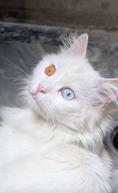 TURKISH ANGORA |  WITH FREE ACCESSORIES | CHENAB NAGAR