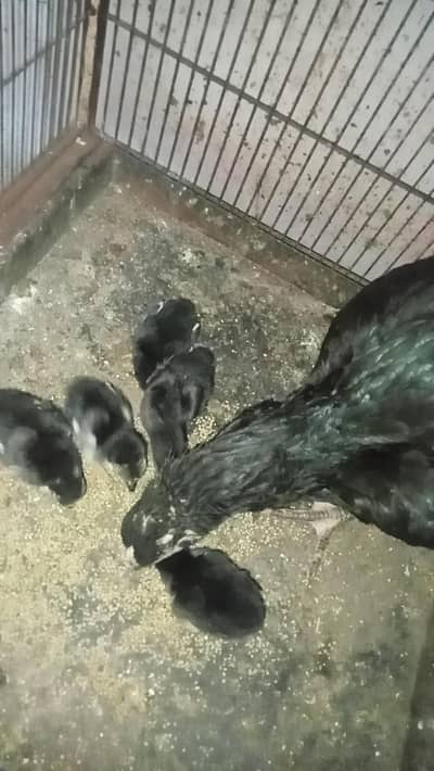 chicks