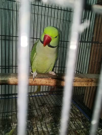 Raw parrots alexander breader pair 4