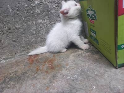 urgent sale persion cat triple coat