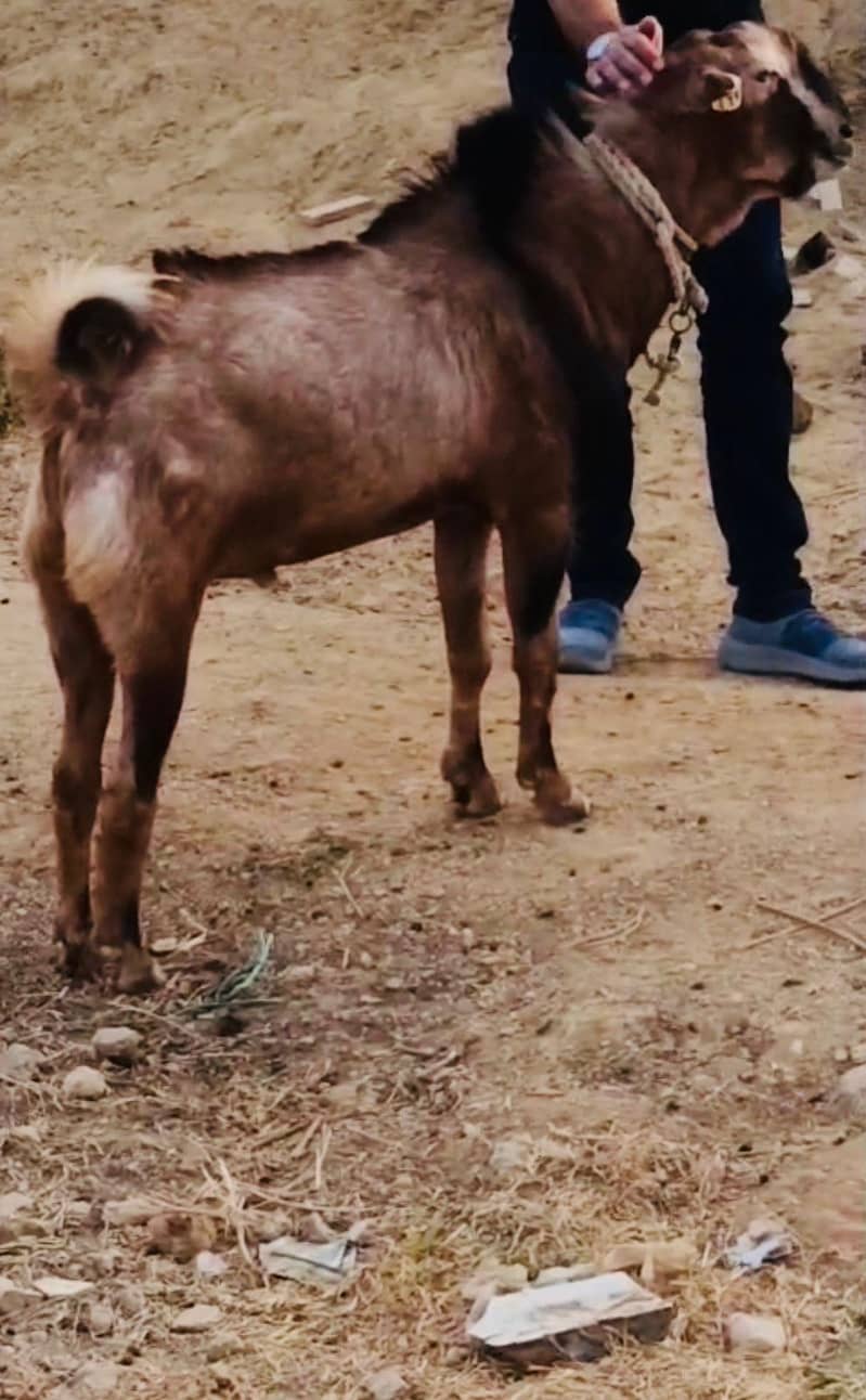Bakra Golden Andu Bakra - Goats - 1114637103