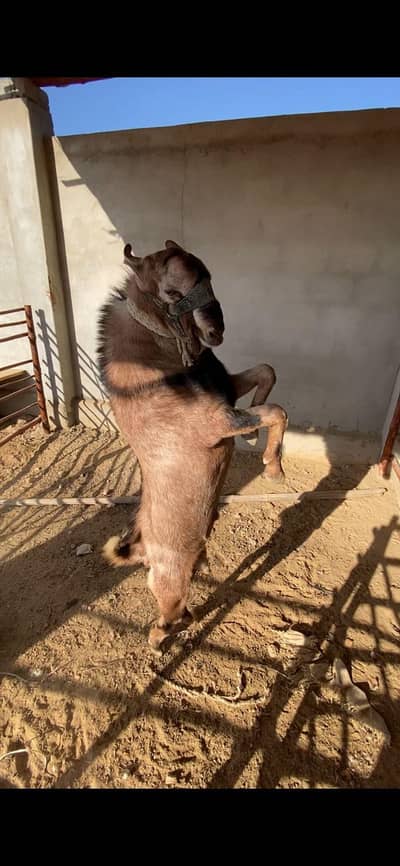 Bakra Golden Andu Bakra