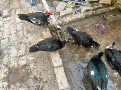 Muscovy Ducks