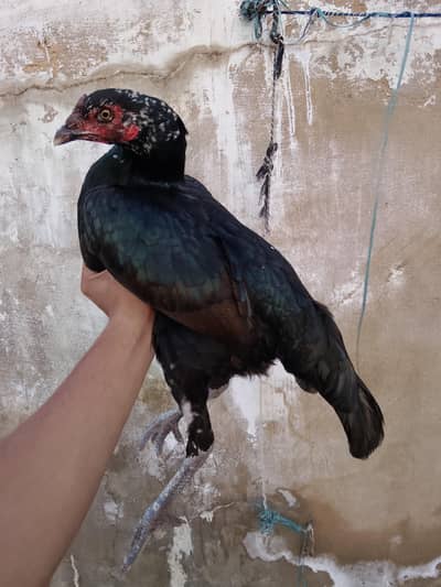 Aseel Thai madi avilable for sale urgent sale karni h