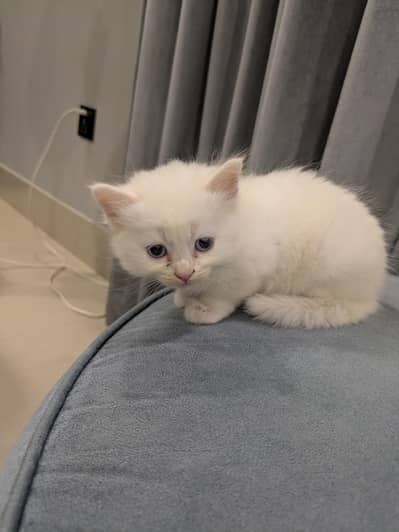 2 white Persian kittens