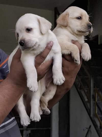 labrador female puppy for sale age 1 month