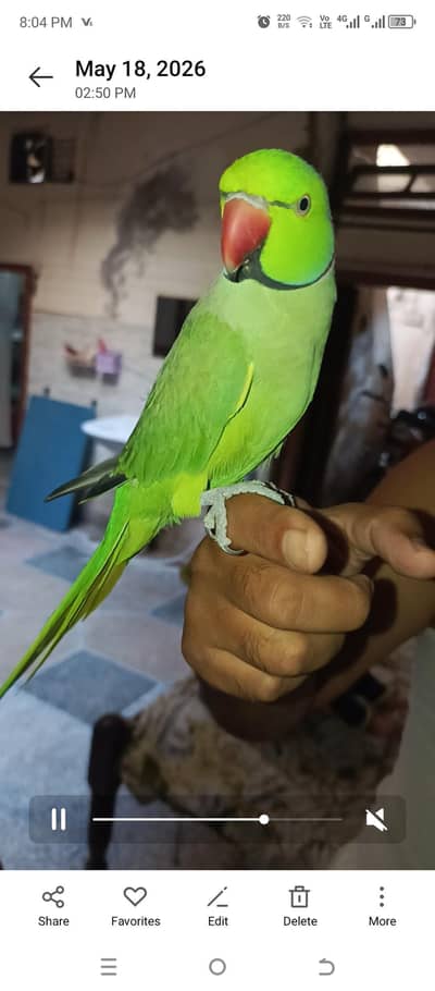 Green parrot