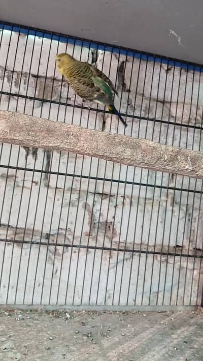 Crested BW/ hogo male × single flower/BW female