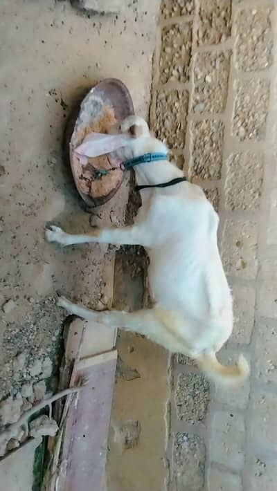bakra and goat for qurabni 2026