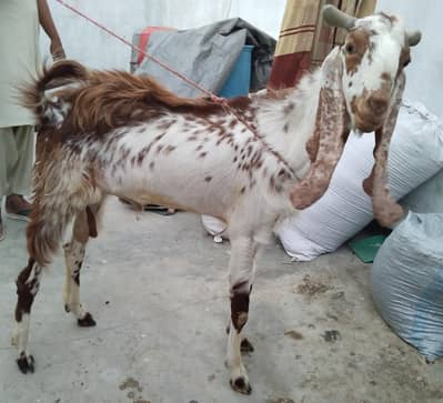 Bakra & Bakri