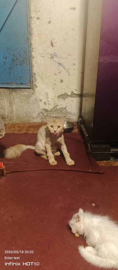 Persian cats for sale