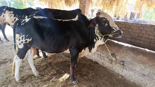 Bulls for sale