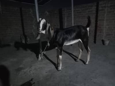 nagri Desi mix khubsurat qurbani KY liya