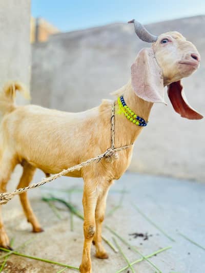 khassi Bakra Qurbani 2026