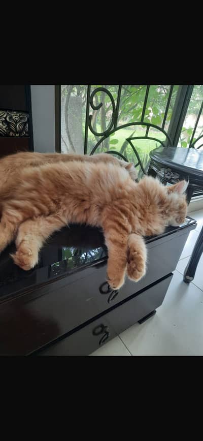 Persian cat