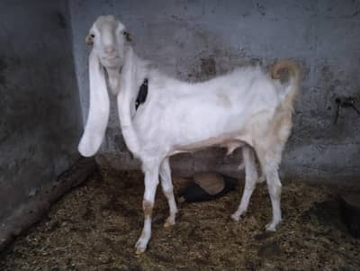 GULABI BAKRA