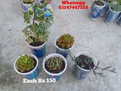 plants 03147447524