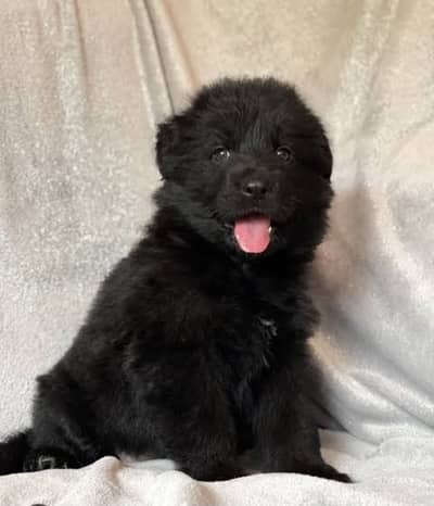 German Shepherd puppy | GSD | Black Shepherd pair for sale |