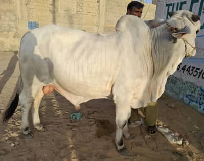 White Bachra for Qurbani 2026 – Meat Weight (5.5 Man)
