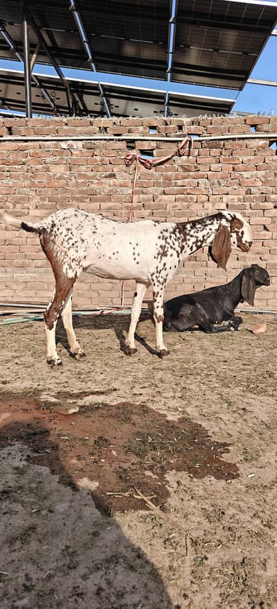 qurbani phat bakri