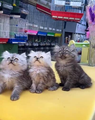 Persian cat triple kot,for sale,my WhatsApp 03493317649