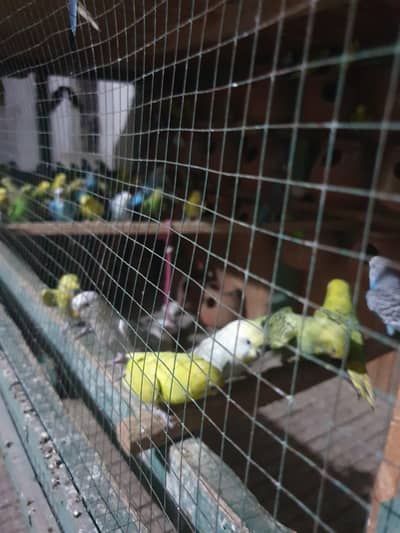 Mery pas koi 80 parrot hen sara sale krna hen