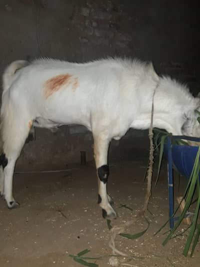 4 dant bakra