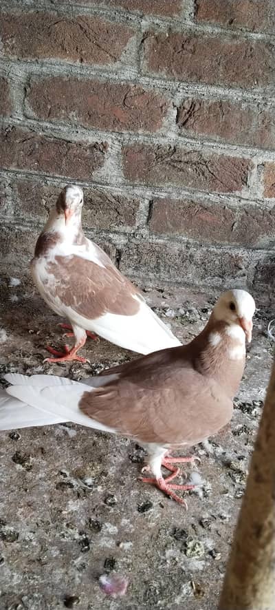shrazi pigeon