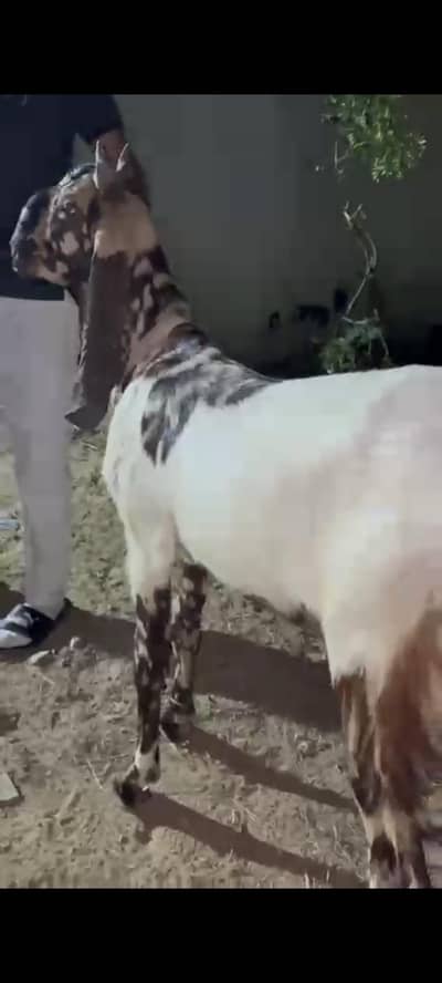 Healthy Vaccinated Bakray For Sale