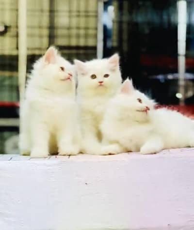 Persian cat triple kot,for sale,my WhatsApp 03493317649