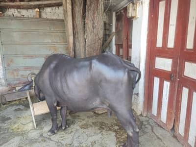  buffalo for qurbani