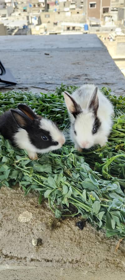 Rabbit Baby