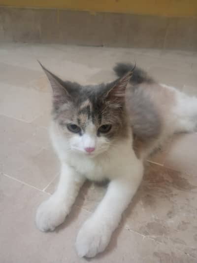 Beautiful Persian Female Cat For Sale, litter train Healthy Fluffy