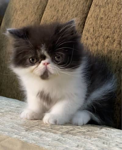 Piki Male Kitten