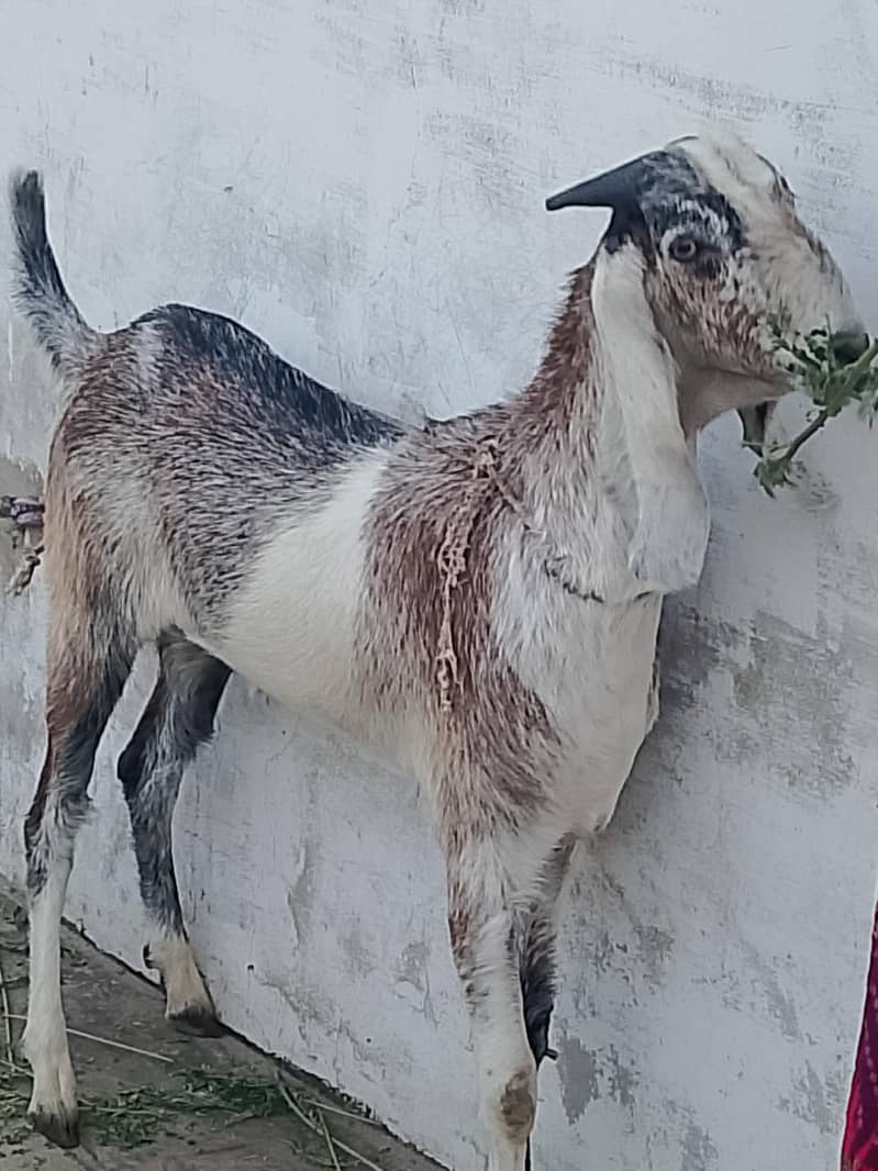 Bakra 0