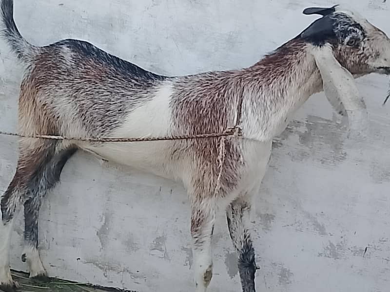 Bakra 1