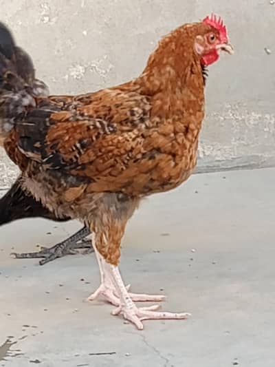 Desi murga murgi for sale exchange possible with aseel patha murga