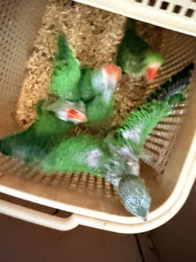 4 Chicks available
