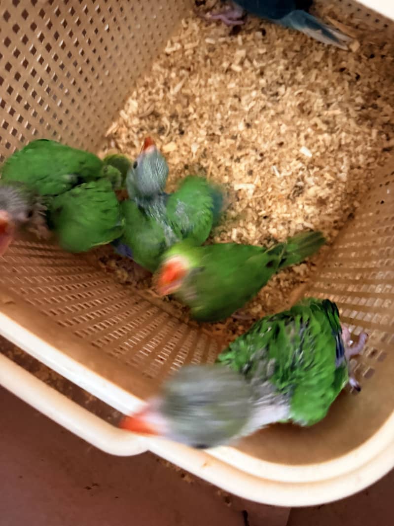 4 Chicks available 1
