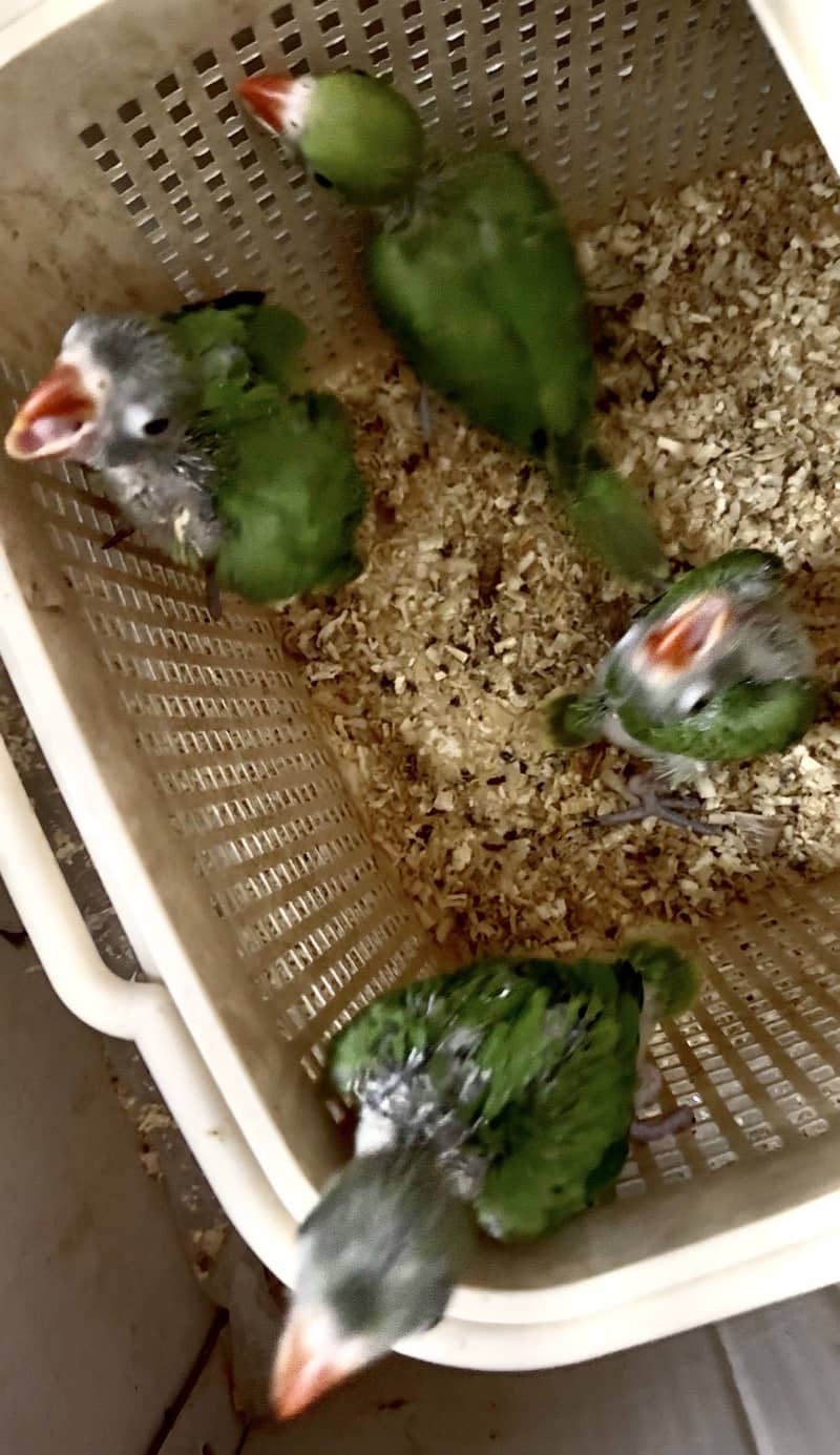 4 Chicks available 2