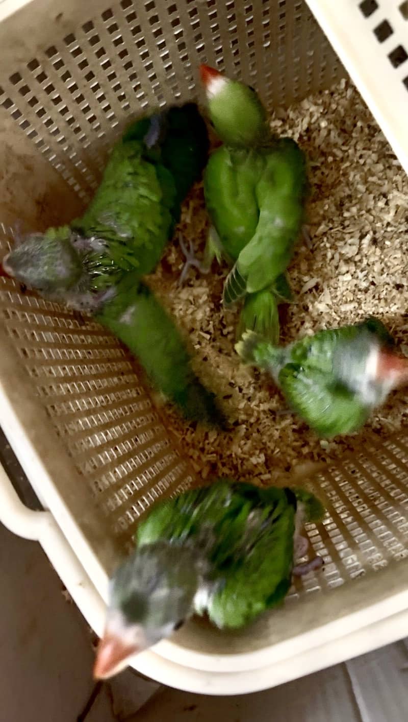 4 Chicks available 3