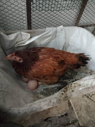 Aseel Kurak female