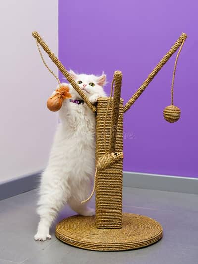 white parsion cat age 3 moth