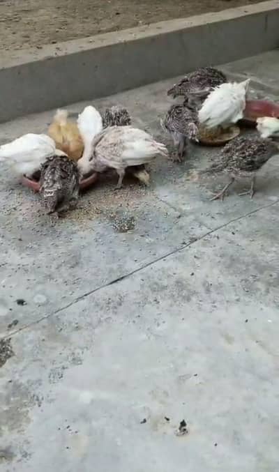 Turkey birds k 8 Chicks available han