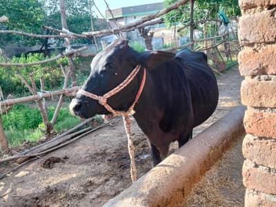 cow or bachra 5 month
